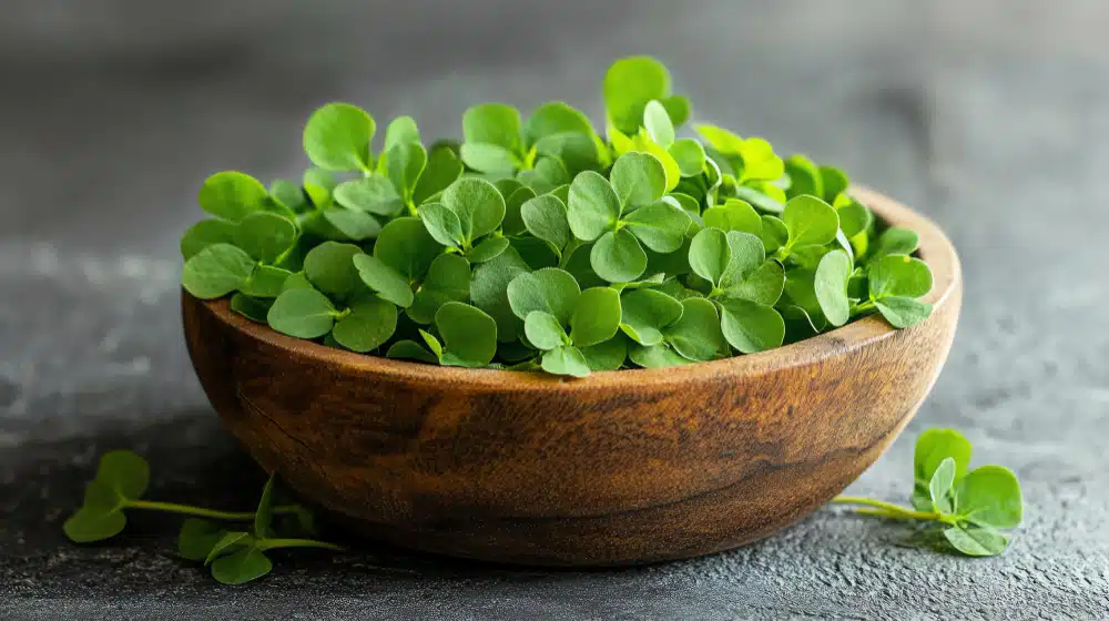 Brahmi